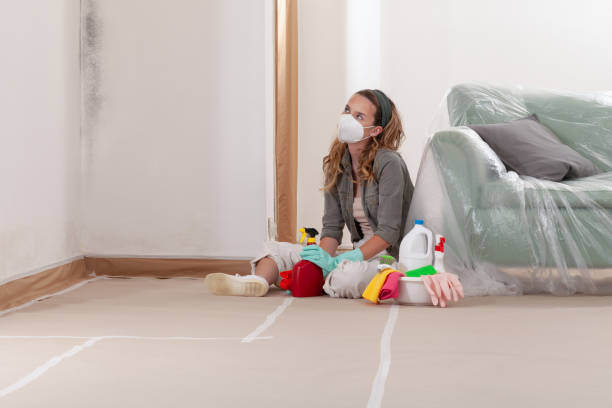 Reliable Basement Mold Remediation contractor in Everett, MA by Mold Remediation HQ